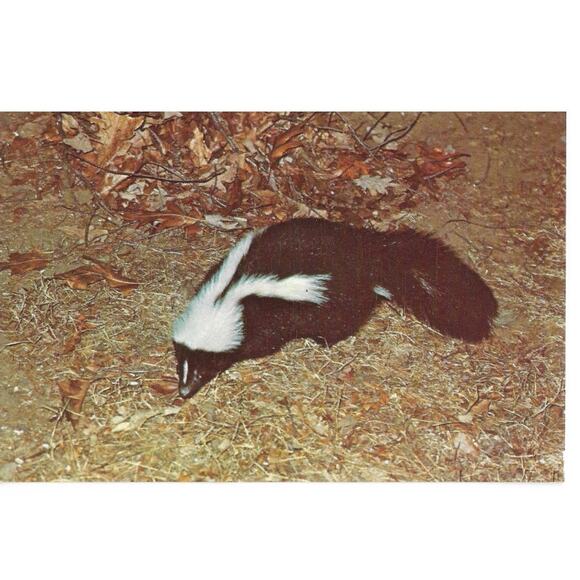 Shenandoah National Park Striped Skunk Postcard Unposted - Picture 1 of 2